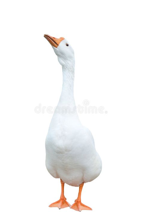 White goose. Cute white goose on isolated background , #SPONSORED, #Cute, #goose, #White, #background, #isolated #ad Goose Reference, Goose Photo, Geese Photography, Cute Goose, Bunny Painting, White Goose, Bird Wings, Embroidered Clothes, Farmers Market