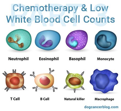 Types Of Blood Cells, Low White Blood Cells, White Blood Cell, Iv Fluids, B Cell, White Blood, White Blood Cells, Red Blood Cells, Urgent Care