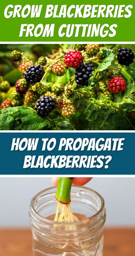 GROW BLACKBERRIES FROM CUTTINGS - HOW TO PROPAGATE BLACKBERRIES? Blackberries In Pots, Trimming Blackberry Bushes, How To Propagate Blackberries, Propagating Blackberry Plants, Blackberry Propagation, Propagate Blackberries, Blackberry Growing, Tennessee Gardening, How To Grow Blackberries