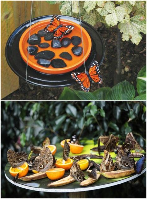 DIY Butterfly Feeder And Waterer Diy Papillon, Butterfly Feeders, Butterfly Feeder, Butterfly Garden Design, Fleurs Diy, Diy Butterfly, Garden Types, Attract Butterflies, Flowers Wallpaper