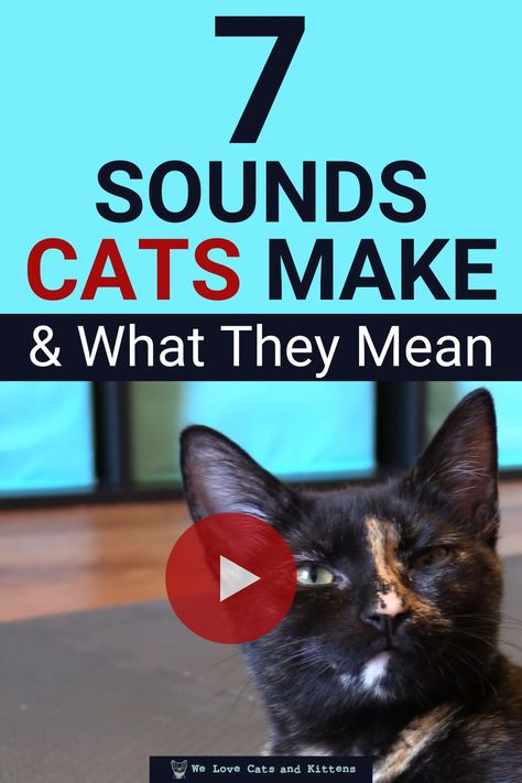 Sounds That Make Your Cat Come To You, Cat Noises Videos, Cats Sounds, Gang Cat, Cat Sounds, Cat Noises, Cat Area, Best Cat Gifs, Funny Dancing Gif