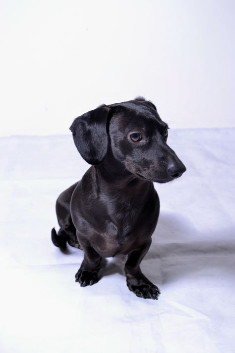 Mr Bentley my all black dachshund Dachshund Photography, Cozy Critters, Blue Pitbull, Black Dachshund, Wiener Dogs, Cute Animals Puppies, Funny Dachshund, Dachshund Puppies, Best Dog Breeds