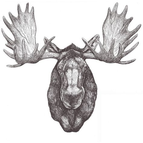 Moose Skull, Bison Tattoo, Moose Tattoo, Moose Pictures, Tattoo Animal, Moose Head, Bull Moose, Drawing Heads, Animal Head