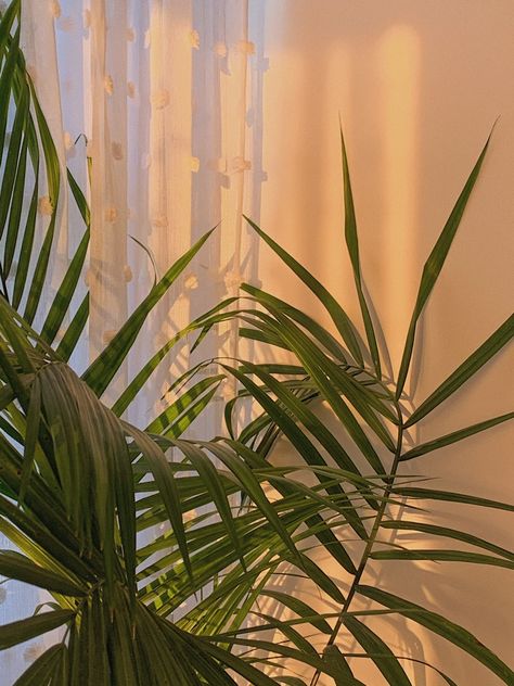 Plants Background For Editing, Golden Hour Plant Aesthetic, Green Wallpers Aesthetic, Green Leaves Wallpaper Aesthetic, Golden Green Aesthetic, Aesthetic Plant Photos, Plant Widgets, Green Aesthetic Plants, Leaves Wallpaper Iphone