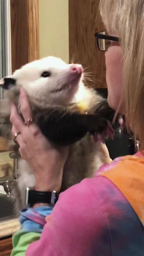 Meet juuzou the possum #DoTheJuJu #possum #petpossum #opossum #petopossum #pet #petsoftiktok #vibe #petdance #ShareTheMagic Possum Aesthetic, Pet Possum, Cute Possum, Awesome Possum, Animal Tails, Pretty Animals, Silly Animals, Cute Animal Photos, Animal Photo