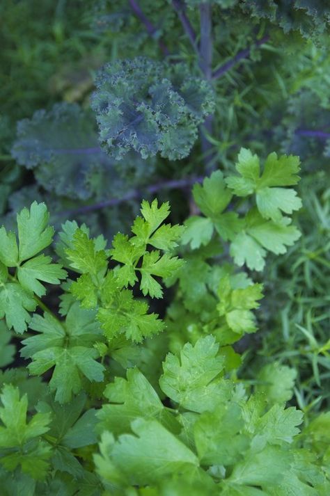 Everything You Need to Know About Growing Parsley — Herb Gardening 101 | The Kitchn Vegetable Backyard Garden, Backyard Garden Vegetable, How To Grow Parsley, Grow Parsley, Gardens Vegetable, Vegetable Ideas, Growing Parsley, Parsley Plant, Vegetable Salads