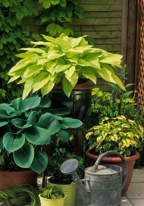 Hostas growing in containers Hostas Landscaping, Hosta Sum And Substance, Hosta Leaves, Blue Hosta, Shade Garden Design, Hosta Varieties, Balcony Gardening, Hosta Gardens, Hosta Plants