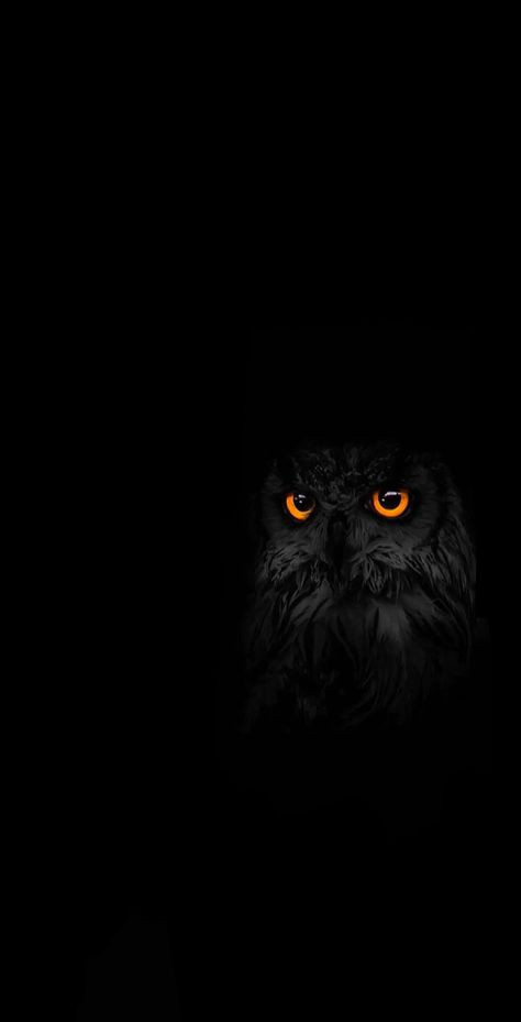 Black Owl Wallpaper, Owl Wallpaper Iphone, Owl Background, Cute Owls Wallpaper, Owl Artwork, Black Owl, Owl Wallpaper, Black Phone Wallpaper, Dark Phone Wallpapers