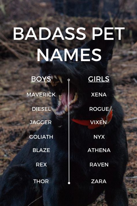 Badass Pet Names for Badass Dogs Male Wolf Names, Wolf Names Ideas, Stephanie Core, Wolf Names, Ranch Dogs, Scene Writing Prompts, Pet Names For Boyfriend, Cute Animal Names, Dog Names Unique