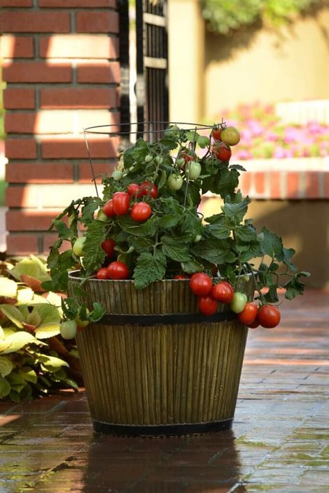 Little Napoli Roma Tomato – Bonnie Plants Patio Tomatoes, Growing Cherry Tomatoes, Tomatoes Growing, Tips For Growing Tomatoes, Growing Vegetables In Pots, Growing Tomato Plants, Growing Tomatoes In Containers, Easy Vegetables To Grow, Red Pear