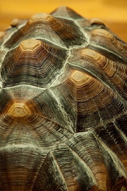 JABUTI-CASCO-tortoise shell Desert Tortoise, Sulcata Tortoise, Galapagos Tortoise, Pet Turtle, Tortoise Turtle, Turtle Love, Turtle Shell, Reptiles And Amphibians, Natural Forms