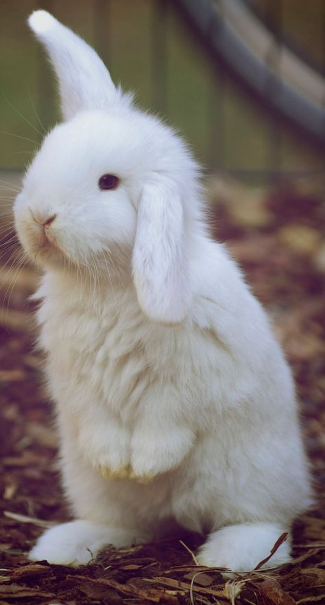 Beautiful Rabbit, Mini Lop, Cute Bunny Pictures, Rabbit Rabbit, Bunny Bunny, White Rabbits, Fluffy Bunny, Bunny Pictures