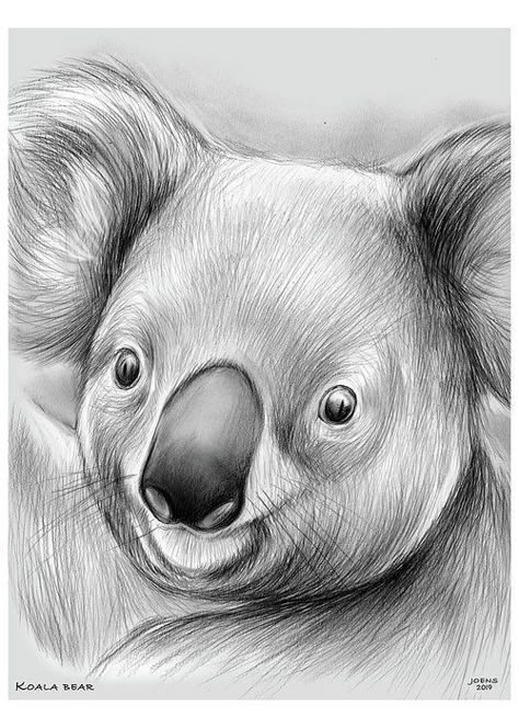 Umm this looks really good but not mine Zoomerang Vbs, Animal Sketches Easy, Koala Illustration, Koala Drawing, Realistic Animal Drawings, Woodburning Ideas, Gum Leaves, Pencil Drawings Of Animals, Animal Drawings Sketches