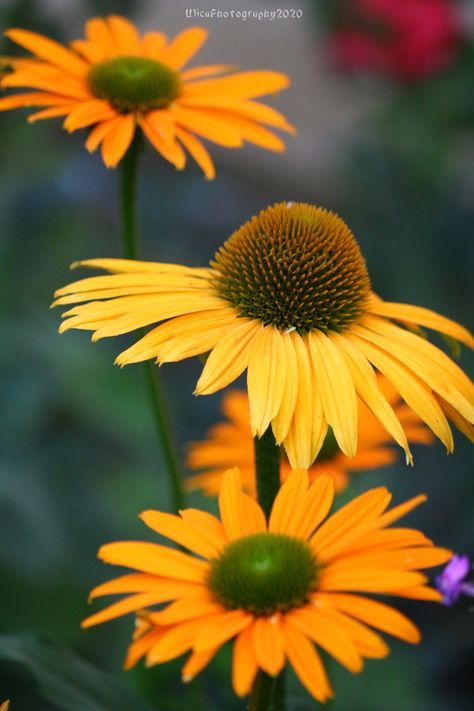 Echinacea #coneflower #echinacea #flowers Farm Mural, Flower Inspiration, Painting Inspiration, Mural, Orange, Plants, Flowers, Photography