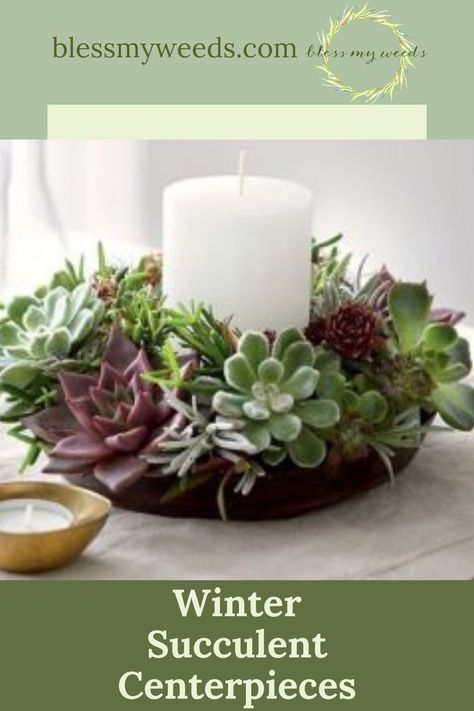 Succulents Table Centerpiece, Succulant Planting Arrangements, Centerpieces With Plants, Centerpieces With Succulents, Succulent Centerpiece Ideas, Christmas Plant Decor, Succulent Christmas Arrangements, Succulent Christmas Tree, Succulent Arrangements Christmas