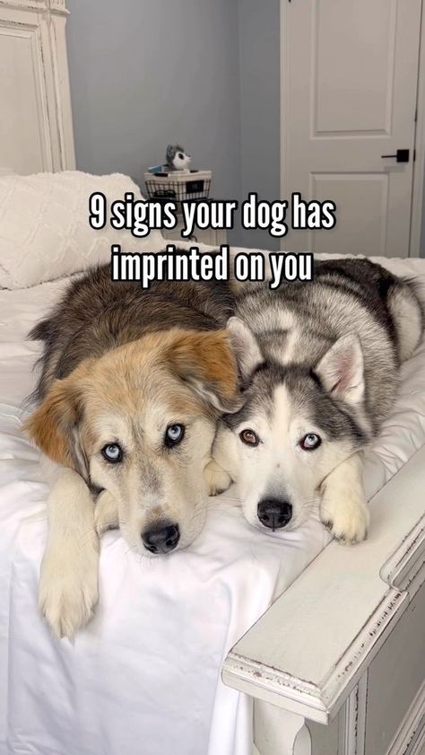 Champ & Tyson on Reels | Edith Whiskers · Home Happy 44th Birthday, Human Dog, 44th Birthday, Golden Retriever Puppy, Dog Birthday, Mans Best Friend, Dog Life, Golden Retriever, Husky