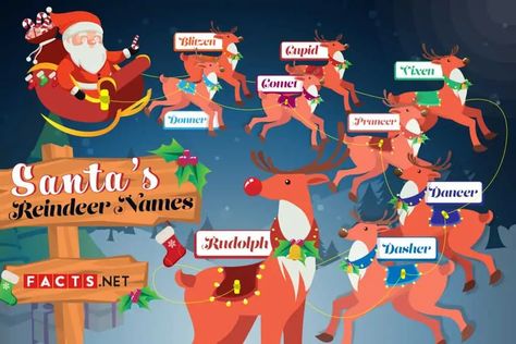 Female Reindeer, Reindeer Names, Santa's Reindeer, Baby Reindeer, Santa Sleigh, Party Fun, The Night Before Christmas, Santa And Reindeer, The Meaning