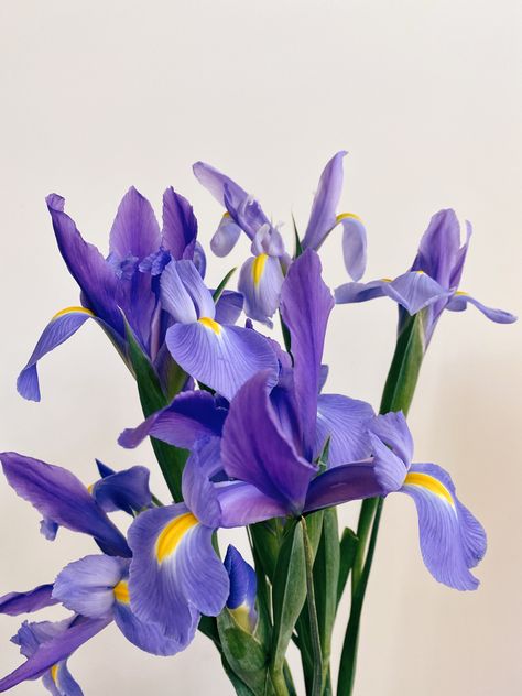 Bouquet D’iris, Purple Flower Photography, Iris Aesthetic Flower, Iris Flowers Aesthetic, Iris Flowers Bouquet, Irises Aesthetic, Iris Aesthetic, Irises Flowers, Blue Iris Flowers