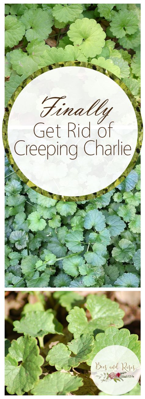 #gardenideas #gardeningtips #gardening Creeping Charlie Houseplant, Creeping Charlie How To Get Rid Of, How To Get Rid Of Weeds In Rocks, Creeping Charlie, Kill Grass In Flower Beds, What Kills Grass And Weeds, Prevent Weeds In Flower Bed, Organic Ways To Kill Weeds, Growing Grass