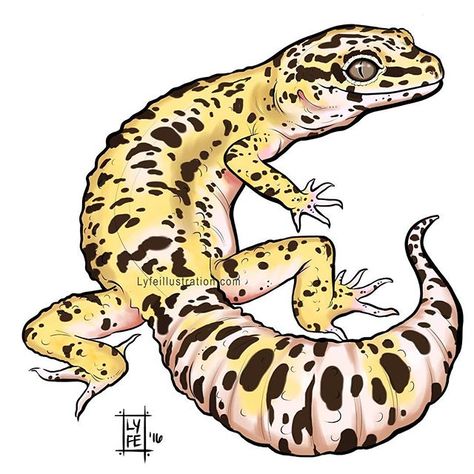 Just one of the many Leopard Gecko color morphs there are! I'm starting to do some reptile art in preparation for the @reptilesupershow in Pomona January 7/8th! I have a table for my art and chameleon babies @lyfechameleons  This was done with my handy dandy Intuos pro @Wacom tablet on @autodesksketchbook pro Leopard Gecko Drawing, Gecko Drawing, Leopard Gecko Cute, Gecko Tattoo, Reptile Art, Salamanders, Cute Reptiles, Wacom Tablet, Leopard Gecko