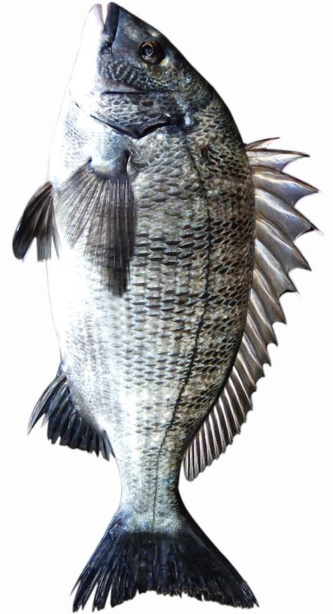 Sea Bream Fish: Characteristics, Cooking, Taste, Price Sea Bream, Stomach Tattoo, Crab Fishing, Fruit Garden, Mediterranean Style, Maine House, Goldfish, Homework, Pet Dogs