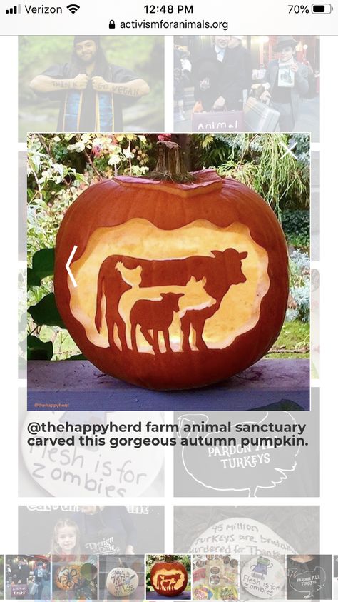 Chicken Carving Pumpkin, Creepy Animals, Vegan Halloween, Pumpkin Contest, Harvest Party, Halloween Pumpkins Carvings, Carving Ideas, Red Riding Hood, Spooky Halloween