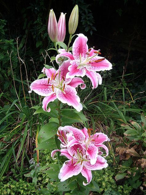 stargazer lily.. my gram had these in her yard, I want my lily tattoo these colors I think Stargazer Lilly, Lily Garden, Lily Bouquet, Stargazer Lily, Lily Plants, Nothing But Flowers, Flower Therapy, Pretty Plants, Exotic Plants