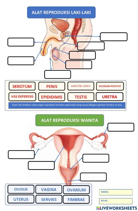 Materi Ipa, School Project, Ipa, School Projects, Education, Quick Saves