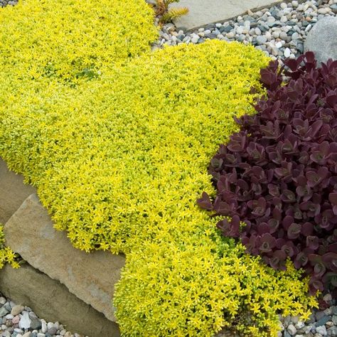 Angelina Sedum, Fast Growing Evergreens, Single Season, Sun Perennials, Sun Plants, Ground Cover Plants, Green Carpet, On The Rocks, Landscaping Plants