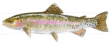 John Muir Laws, Trout Painting, Trout Art, Fly Fishing Art, Trout Fishing Tips, Drawn Fish, Watercolor Fish, White Highlights, Fish Drawings