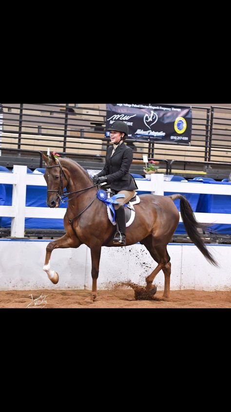 Saddlebred hunter Ciroc Horse Disciplines, Hunt Seat, American Saddlebred, Horses, Animals