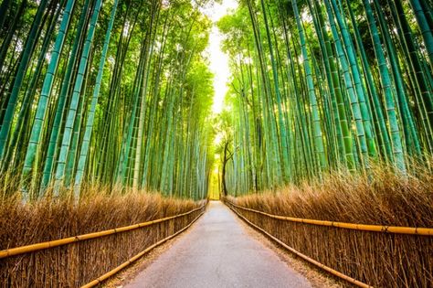 Kyoto daily tours Japanese Countryside, Garden Waterfall, Piscina Natural, Bamboo Forest, Bamboo Plants, Kyoto Japan, Hanging Pictures, Japanese Garden, Photo Wallpaper