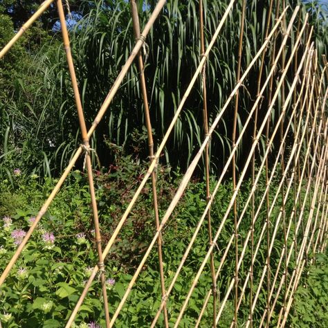 Closeup of giant reed fencing Reed Fencing, Garden Equipment, Fencing, Lattice, Fence, Close Up, Outdoor Structures, Plants