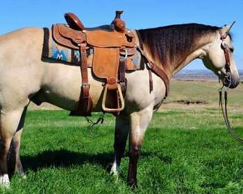 Beginner Horses for Sale Packers Bedroom, Horses For Sale Near Me, Appaloosa Horses For Sale, Rare Horse Colors, Western Pleasure Horses, Horse For Sale, Rare Horses, Horse Coats, Western Pleasure