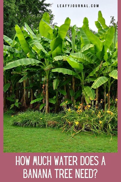 Hardy Banana Tree, Banana Tree Companion Plants, Banana Plants Landscaping, Growing A Banana Tree From A Banana, Banana Trees Around Pool, Banana Plants Outdoor, Banana Tree Landscaping, Planting Banana Trees, Landscaping With Banana Trees