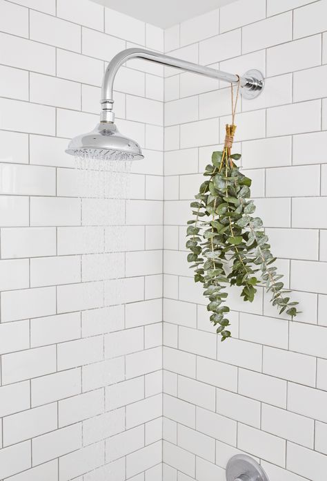 Life Hack: Put a Bunch of Eucalyptus In Your Shower Eucalyptus In The Shower, Eucalyptus Diy, Bar Pantry, Shower Eucalyptus, Walk In Shower Designs, Bathroom Plants, Design Blogs, Plant Photography, Bathroom Spa