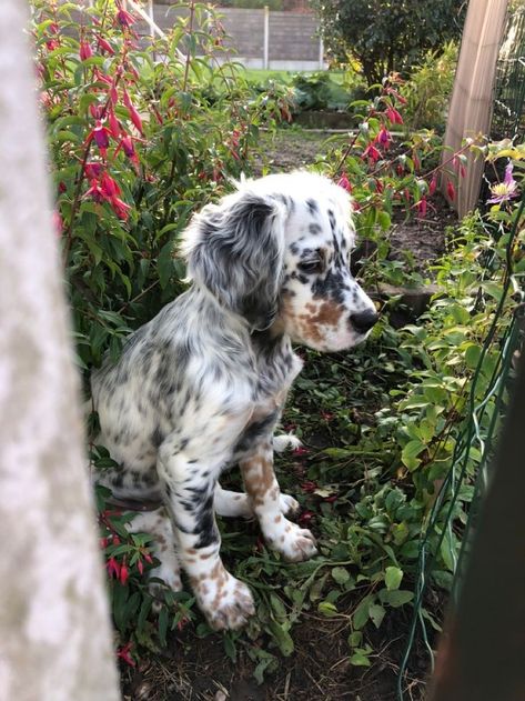 English Setter Puppy, Cats And Dogs Drawing, English Setter Puppies, Lol Pictures, Medium Dog Breeds, Puppy Aesthetic, Adopt Dog, Setter Dogs, Dogs Drawing