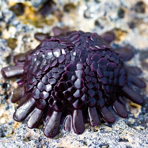 Intertidal Zone, Creature Marine, Fauna Marina, Under The Water, Beautiful Sea Creatures, Underwater Creatures, Underwater Life, Water Life, Deep Blue Sea