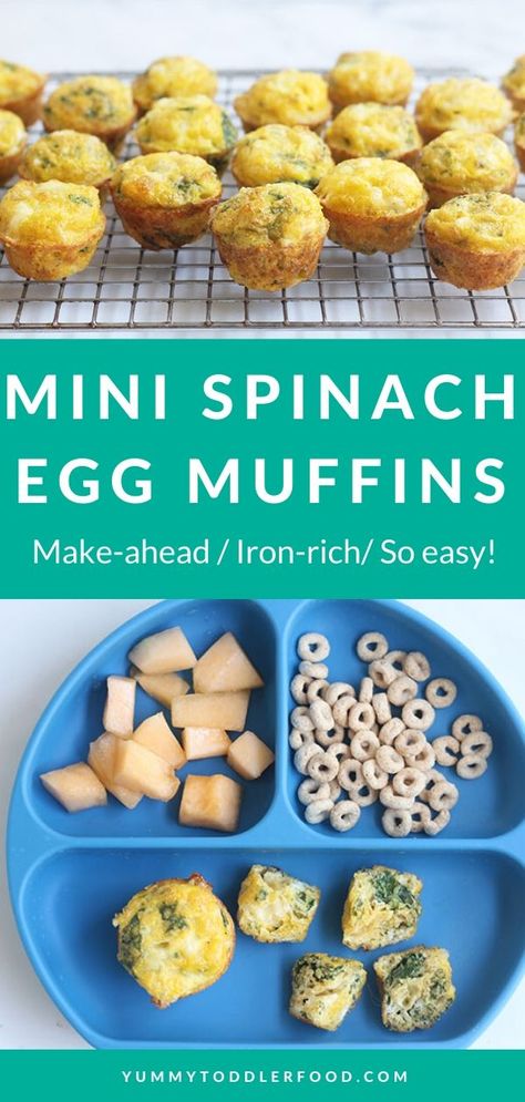 Spinach Muffins, Baby Muffins, Spinach Egg, Baby Led Weaning Recipes, Weaning Recipes, Healthy Toddler Meals, Egg Muffins, Egg Diet, Egg Bites