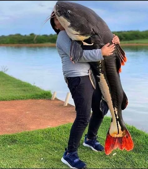 Red Tail Catfish, Big Catfish, Amazon Animals, Funny Creatures, Fishing Australia, Giant Fish, Pond Ideas, Cool Fish, Fishing Pictures