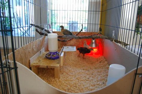 use large dog crate as brooder Dog Crate Chicken Coop, Dog Crate Brooder, Indoor Chicken Brooder, Dog Crate Chicken Brooder, Turkey Brooder, Chicken Brooder Ideas, Brooding Chicks, Backyard Dog Kennel, Dog Kennel Ideas