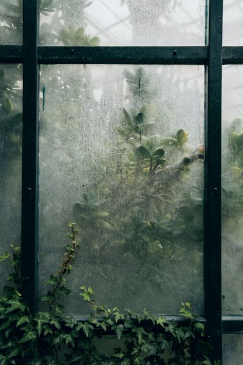 Greenhouse Pictures, Therme Vals, Zestaw Ikon, Winter Mood, Dark Green Aesthetic, The Greenhouse, Outdoor Photos, Night Photos, Through The Window