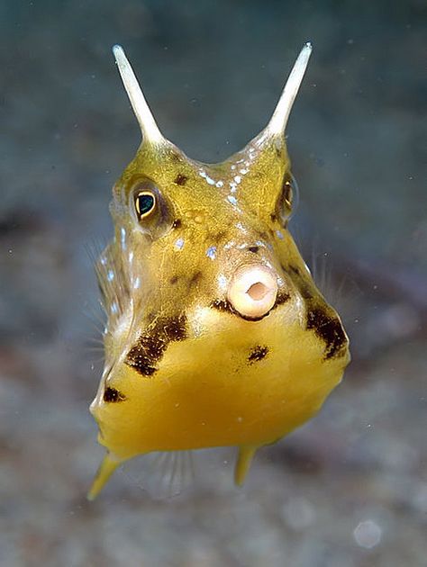 Cow fish Cow Fish, Yard Animals, Nature Wonders, Creature Marine, Unique Fish, Fauna Marina, Reef Fish, Salt Water Fish, Ocean Fish