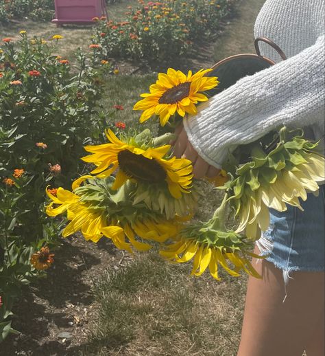 Sunflower Girl Aesthetic, Sunflower Picking, Growing Sunflowers, Cozy Cottagecore, Aesthetic Doctor, Sufjan Stevens, Sunflower Garden, Summer Bucket Lists, Stardew Valley