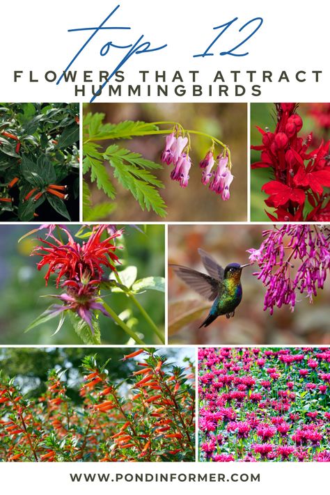 See which of these 12 flowers will turn your garden into a hummingbird's thriving paradise. #HummingbirdHaven #AttractingFlowers #FlourishingGarden Hummingbird Flowers For Planters, Flowers That Hummingbirds Like, Hummingbird Garden Flowers, Butterfly And Hummingbird Garden, Flowers That Attract Hummingbirds And Butterflies, Flowers To Attract Hummingbirds, Backyard Birds Watching, Hummingbird Nests, Attract Hummingbirds