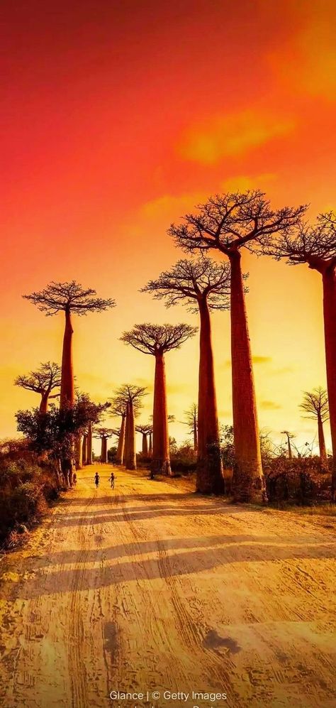 Africa Wallpaper, Qhd Wallpaper, Best Nature Wallpapers, Hd Nature Wallpapers, Scenery Background, Galaxy Phone Wallpaper, Sunset Nature, Cool Wallpapers Art, Beautiful Nature Wallpaper