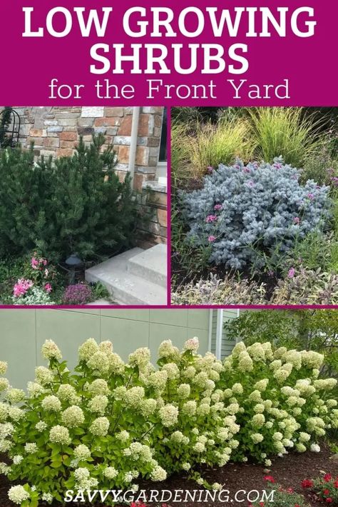 Low Growing Shrubs for the Front of the House: 16 Great Choices Low Porch Landscaping, Hostas Landscaping Front Yards, Landscape Ideas Low Maintenance, Front Of House Landscape Ideas Low Maintenance, Front House Landscaping Low Maintenance, Front Of House Plants, Landscape Shrubs, Little Lime Hydrangea, Low Growing Shrubs