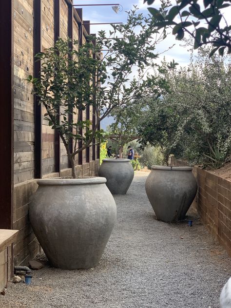 Large Pots In Landscaping, Large Vases Decor, Large Garden Pots, Barn Remodel, Large Vases, Planting Pots, Outdoor Deco, Outdoor Patio Space, San Diego Houses