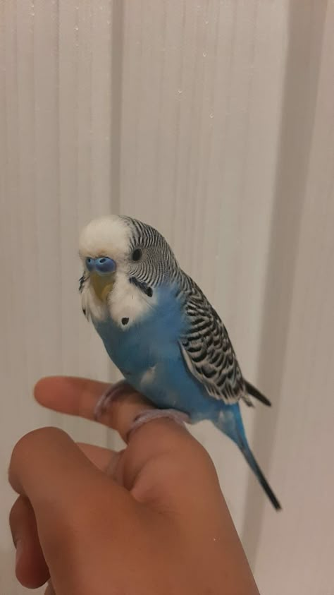 Kuş Story, Flirty X Flustered, Blue Budgie, Blue Parakeet, Clouds Wallpaper Iphone, Charlie Gillespie, Sweet Cat, Best Friend Photography, Baby Animals Pictures