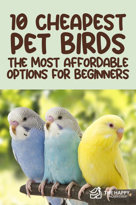 If you’re a newbie in the avian community and searching for budget-friendly options, don’t worry! We compiled 10 of the cheapest birds to help you find the right feathery companion. Best Pet Birds For Beginners, Pet Birds For Beginners, Best Birds For Pets, Parrotlet Birds, Pet Canary, Budgie Names, Best Pet Birds, Love Birds Pet, Princess Artwork